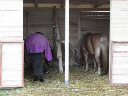 Bellindí zadečky, leden 2016