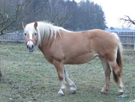 Linduška, leden 2016